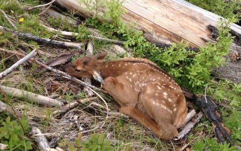 elk calf